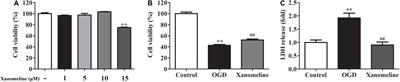 Xanomeline Protects Cortical Cells From Oxygen-Glucose Deprivation via Inhibiting Oxidative Stress and Apoptosis